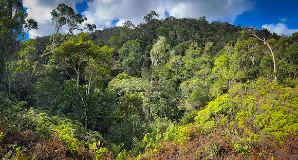 Mantadia primary rainforest
