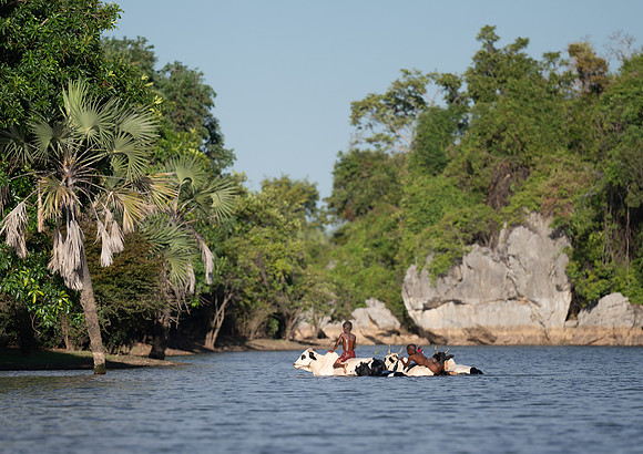 Iharana Bush Camp zebu lake crossing