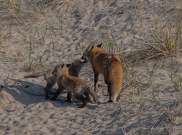 Cape Cod foxes 8