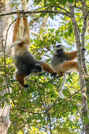 Diademed Sifaka Lemurs
