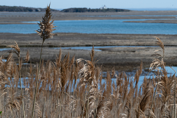 Cape Cod reeds and wetlands