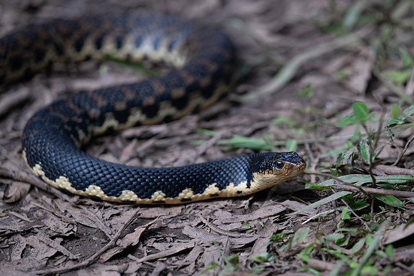 Hognose snake