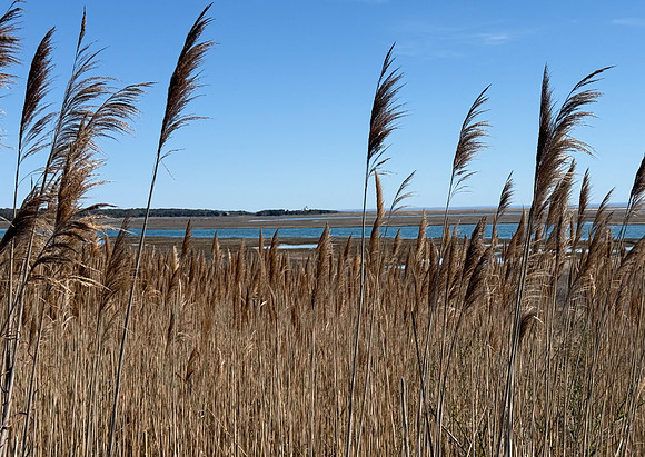 Grasses Marconi Beach Cape Cod