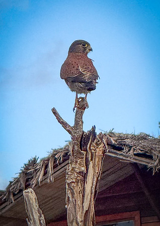 Malagasy kestrel
