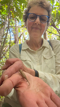 Tiny Brookesia endangered chameleon