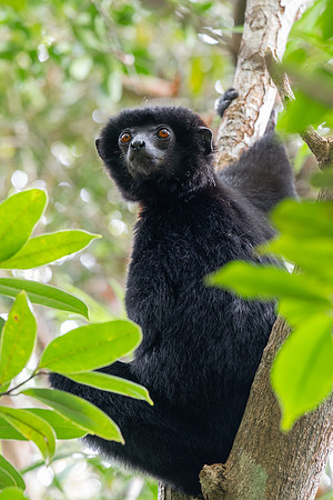 Perrier's Black Sifaka Lemur