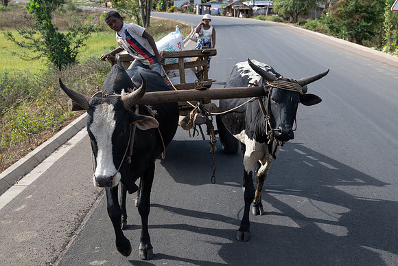zebu cart