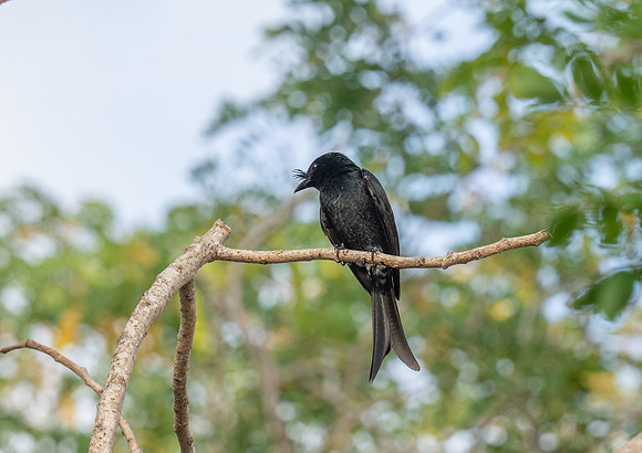 Crested drongo