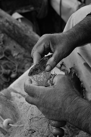 Bari fish in net hands bw.tif