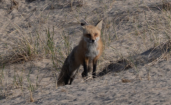 Cape Cod foxes 3