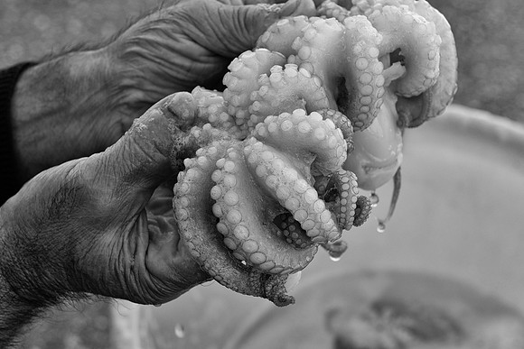 Bari octopus bw