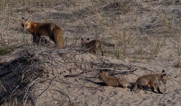 Cape Cod foxes 9