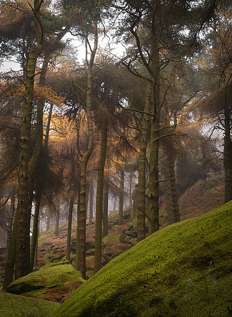 Larches
