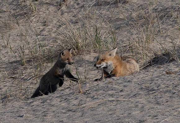 Cape Cod foxes 5