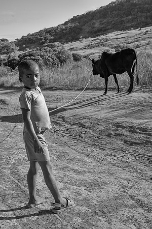 Zebu & boy