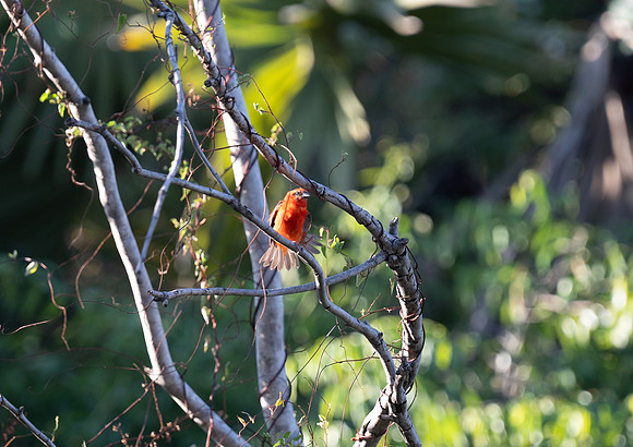 Madagascar Red Fody