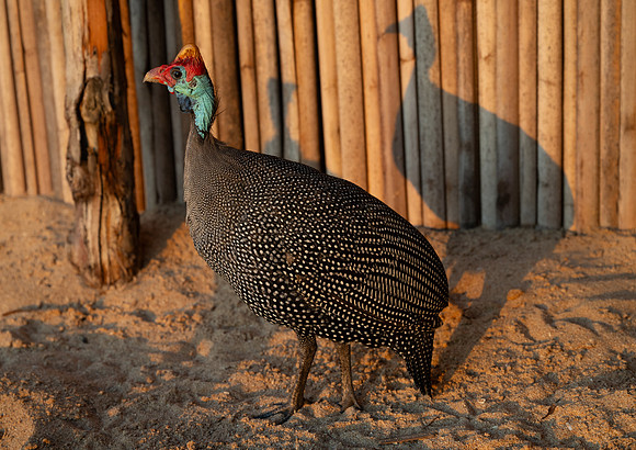 Helmeted guinea fowl