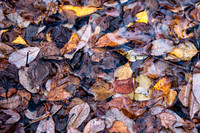 Frensham Ponds 3*