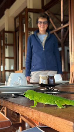 Peacock Day Gekko at breakfast