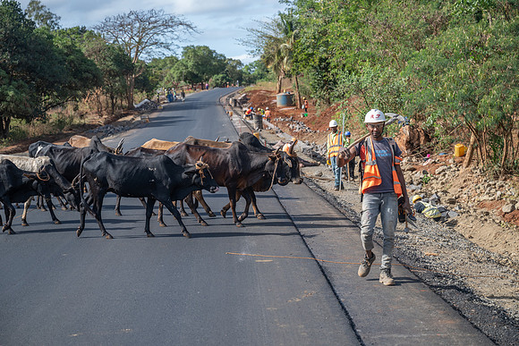 zebus & road worker