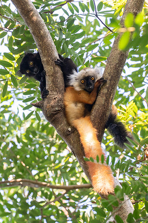 Black Lemurs