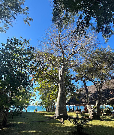 Eden Lodge Baobab