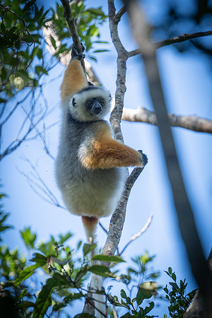 Diademed Sifaka Lemur