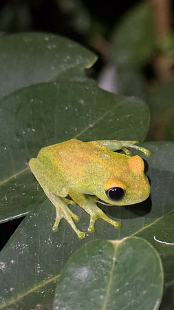 Green Bright-eyed frog