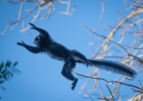 Black Lemur jumping