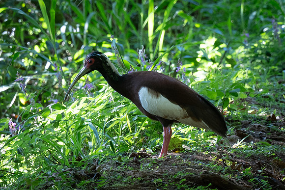Madagascar Ibis