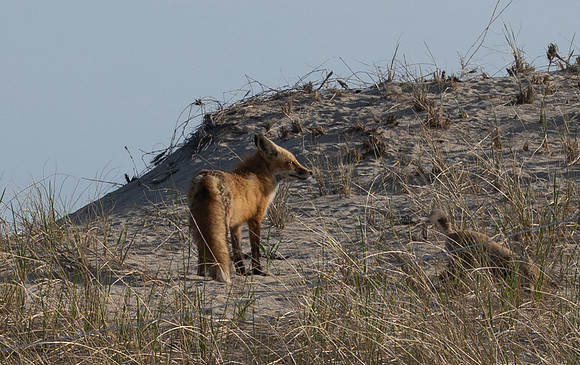 Cape Cod foxes 10