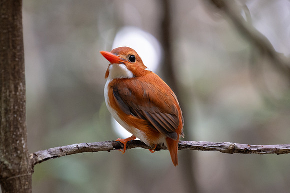 Madagascar Pygmy Kingfisher