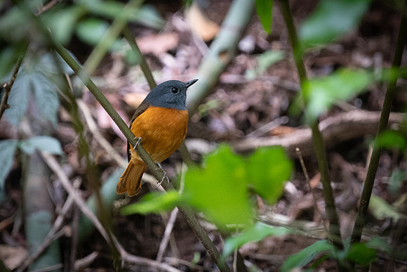 Blue fronted flycatcher