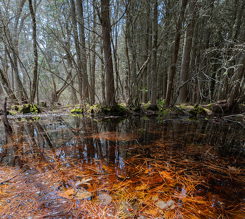 Red cedar swamp Cape Cod