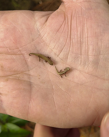Tiny Brookesia endangered chameleons