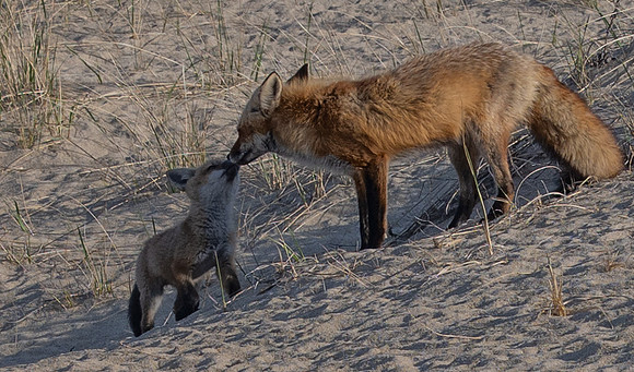 Cape Cod foxes 6