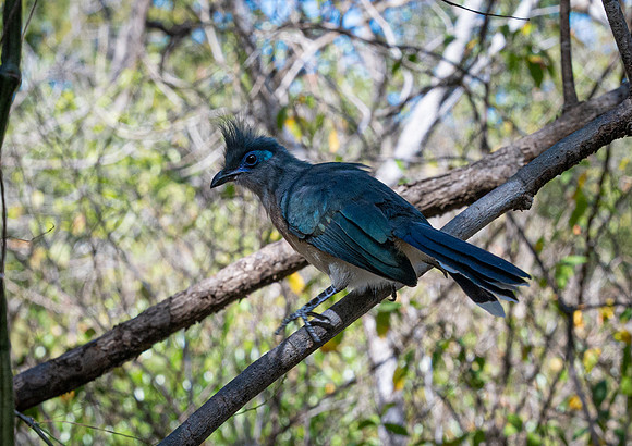 Crested Coua