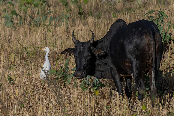 Zebu and egret