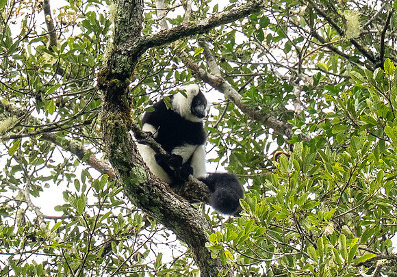 Black and White Ruffed Lemur