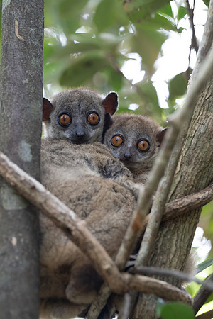 Northern Sportive Lemurs