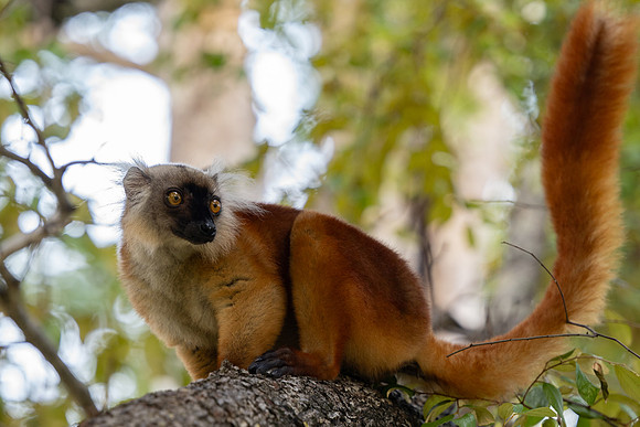 Sanford's Brown Lemur