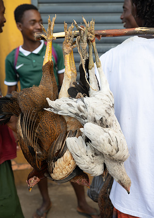 Hellville market chickens, Nosy Be