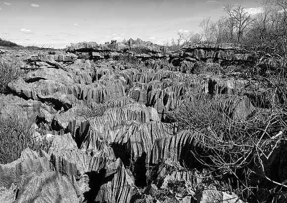 Ankarana Grey tsingy