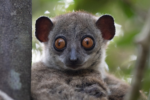 Northern Sportive Lemur