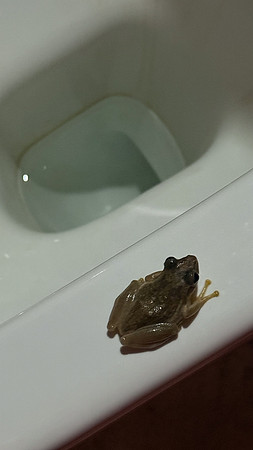 Iharana frog in toilet