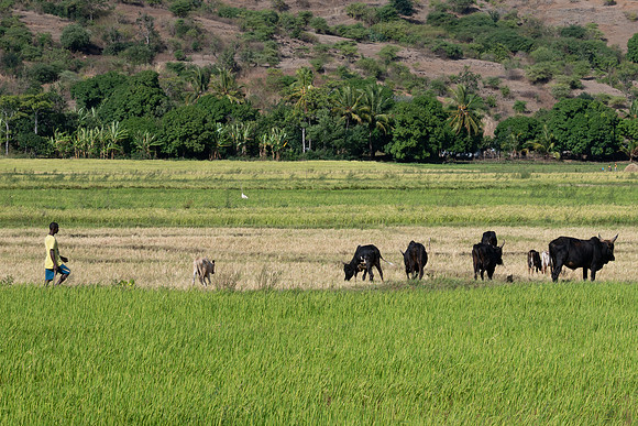 zebu rice paddy