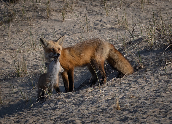 Cape Cod foxes 7