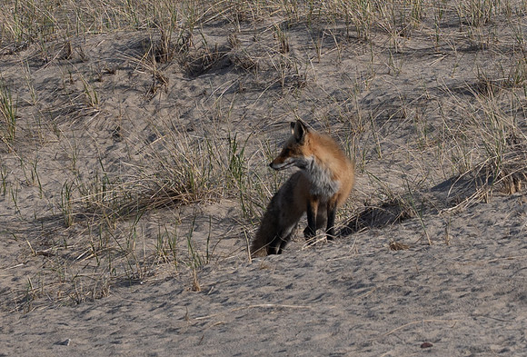 Cape Cod foxes 4