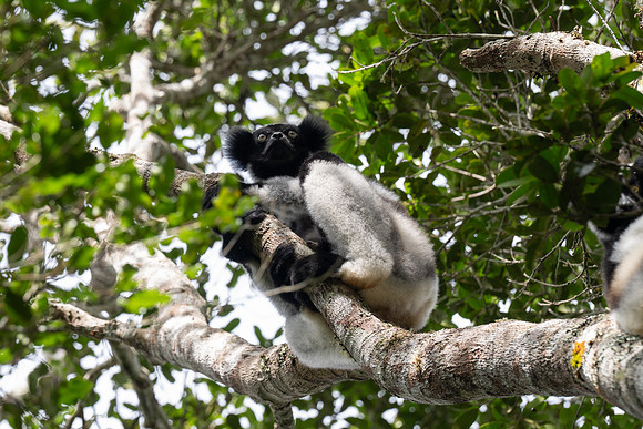 Indri Lemur