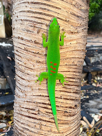 Peacock Day Gekko